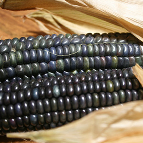 Blue Hopi Corn (Zea mays)