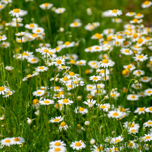 Roman Chamomile (Anthemus noblis)