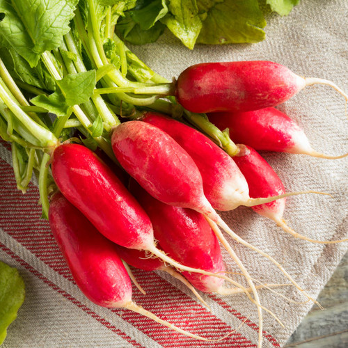 French Breakfast Radish (Raphanus sativus)