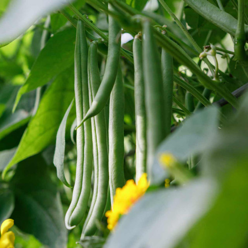 Bean, Bush Dry, 'Tiger's Eye