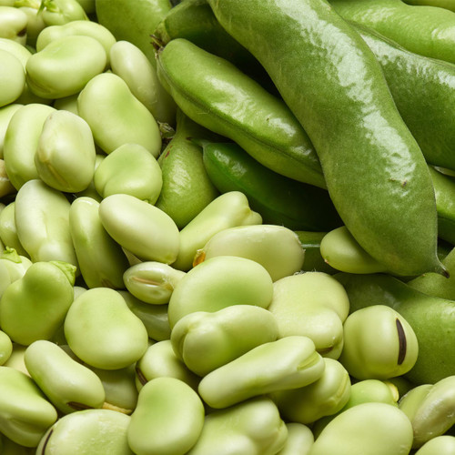 Broad Windsor Fava Bean (Vicia faba)