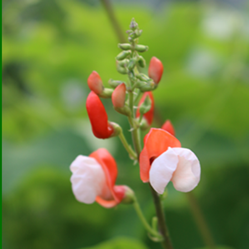 Painted Lady Runner Bean (Phaseolus coccineus)