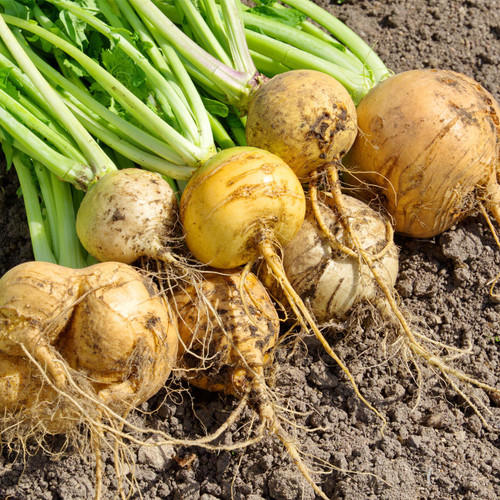 Gold Ball Turnip (Brassica rapa)