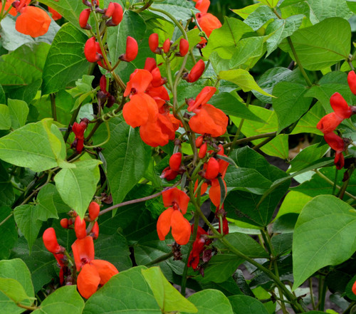 Scarlet Runner Bean (Phaseolus coccineus)