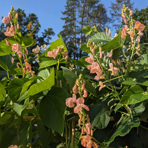 Sunset Runner Bean (Phaseolus coccineus)