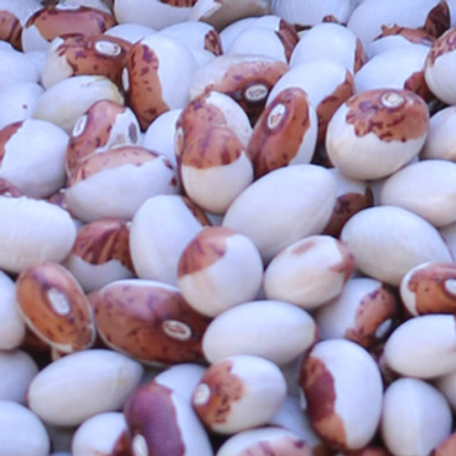 Hidatsa Shield Figure Bean (Phaseolus lunatus)