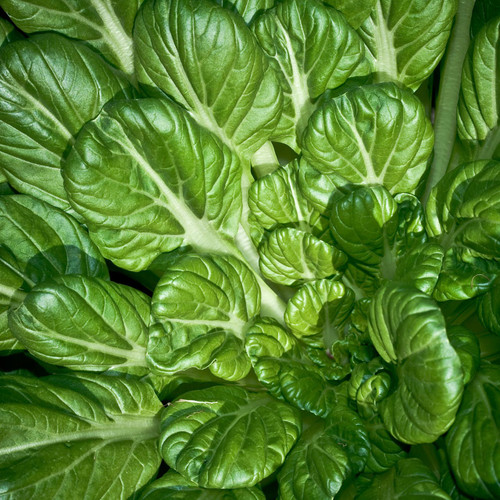 Tatsoi Bok Choy (Brassica rapa)