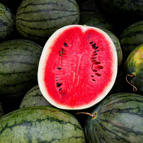 Black Diamond Watermelon (Citrullus lanatus)