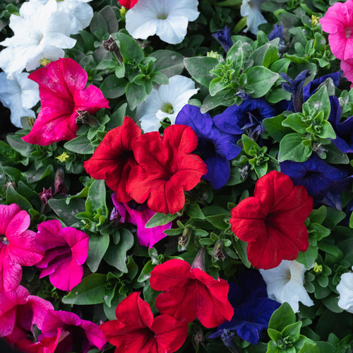 Petunia Dwarf Mix (Petunia nana compacta)