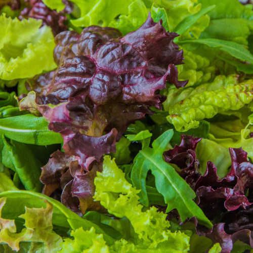 Annie’s Lettuce Blend (Lactuca sativa)