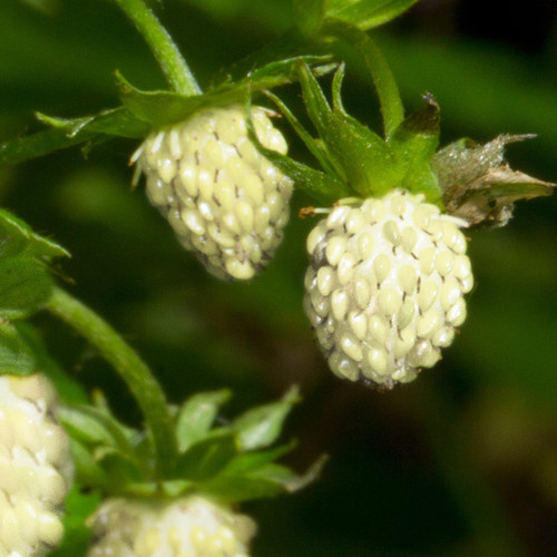 Mache / Valeriana Verte de Cambrai (140-6) - Seeds from Italy