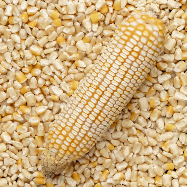 Hickory King White Corn (Zea mays) Bulk Annie's Heirloom Seeds