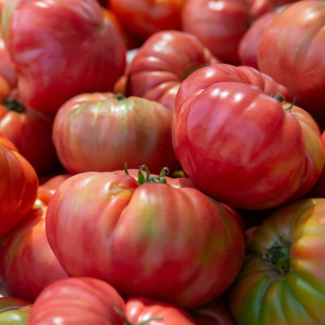 Pink Brandywine Tomato (Solanum lycopersicum) Annie's Heirloom Seeds