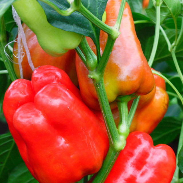 Jupiter Pepper (Capsicum annuum) Annie's Heirloom Seeds