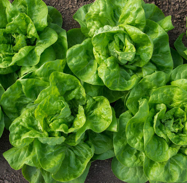 Winter Density Lettuce (Lactuca sativa) Annie's Heirloom Seeds