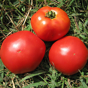Marglobe Tomato (Solanum lycopersicum) Indeterminate Annie's Heirloom