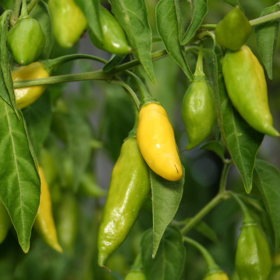 Aji Lemon Drop Pepper (Capsicum baccatum) Annie
