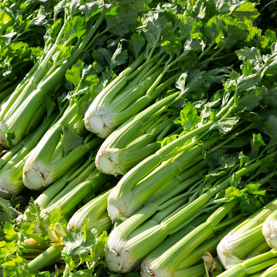 Utah Tall Celery (Apium graveolens) Annie's Heirloom Seeds