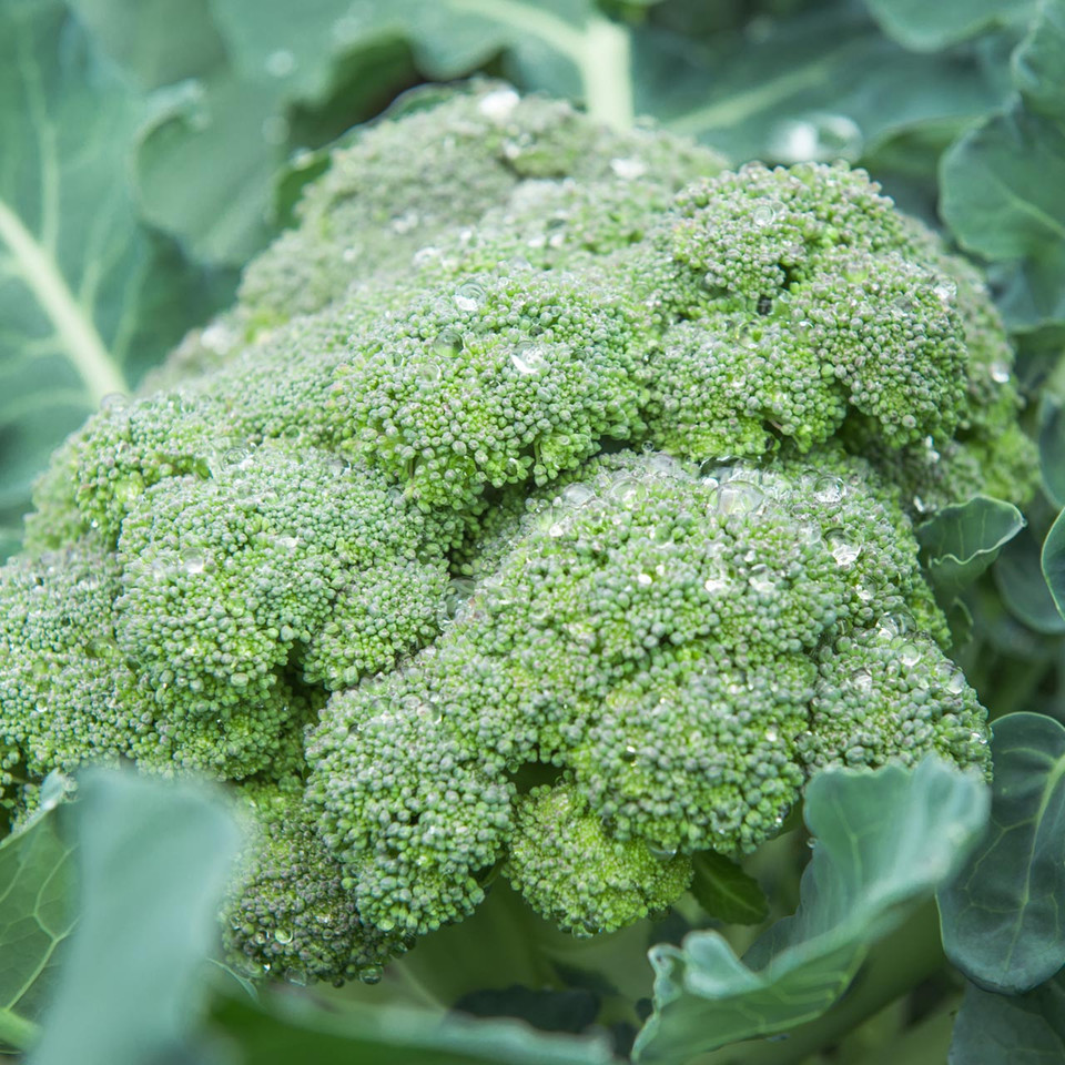 De Cicco Broccoli (Brassica oleracea) Annie's Heirloom Seeds