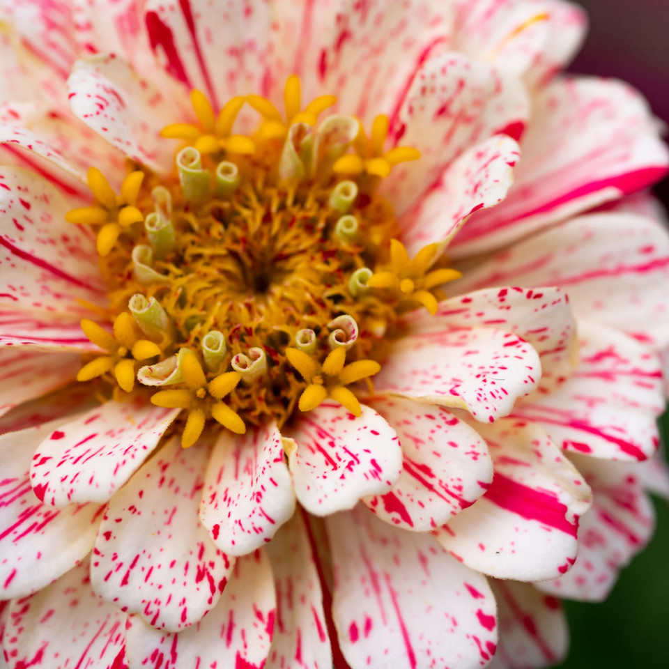 Peppermint Stick Zinnia Mix (Zinnia elegans) Annie's Heirloom Seeds