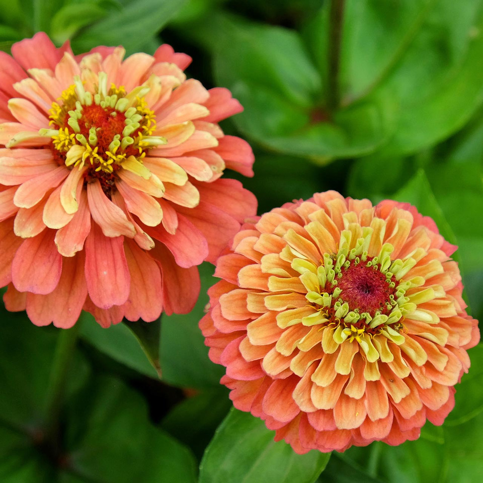 Queeny Lime Orange Zinnia (Zinnia elegans) Annie's Heirloom Seeds