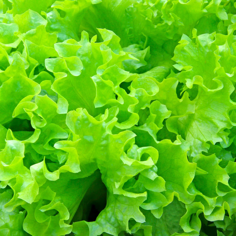 Black Seeded Simpson Lettuce (Lactuca sativa) Annie's Heirloom Seeds