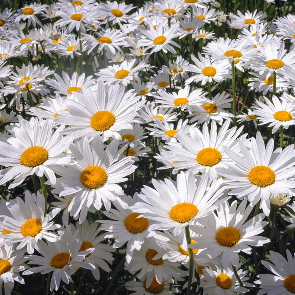 Alaska Shasta Daisy (Leucanthemum superbum alaska) Annie's Heirloom Seeds