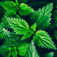 Stinging Nettle 200 Seeds (Urtica dioica) Heirloom Open pollinated