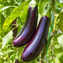 ★87MM★ Mmlg SUMMER TIME HFT EGGPLANT Eggplant Ping Tung Long (20 seeds) – Lily's Garden Store