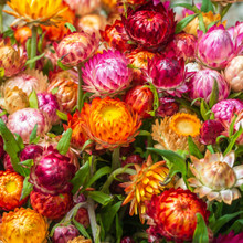 Bulk Monster Rainbow Strawflower Seeds, Tall Double Mix, Xerochrysum  Bracteatum, Helichrysum Monstrosum Tall Mix XC011C 