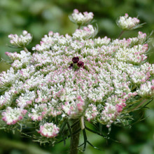 Dara Queen Anne's Lace