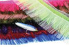 HARELINE BAITFISH EMULATOR FLASH