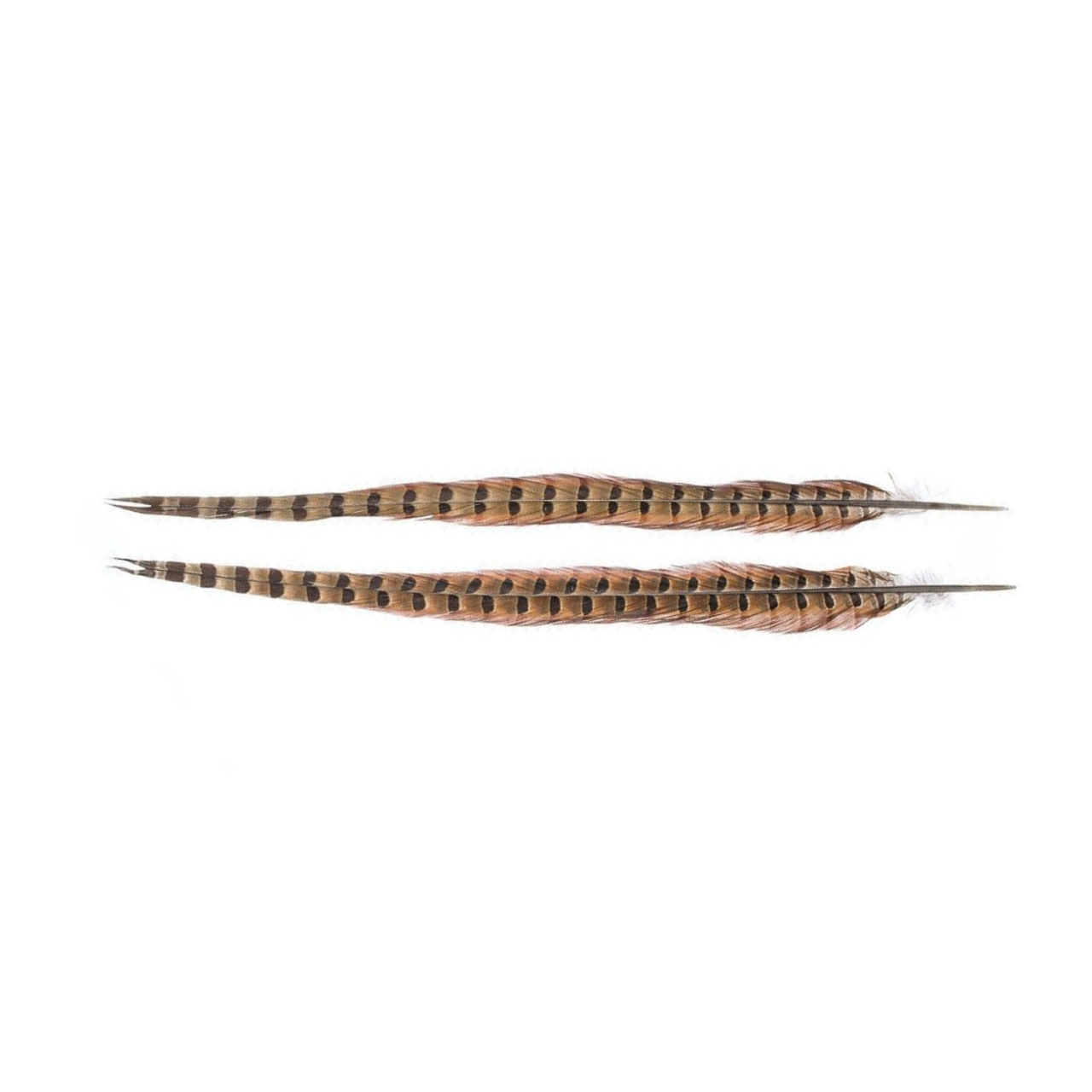 WAPSI 1 PAIR RINGNECK TAIL FEATHERS