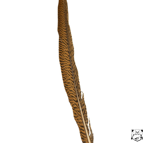 Pheasant Tail Feather