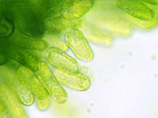 Education about Digestive Enzymes and why they are good for nutrient uptake in supplementation