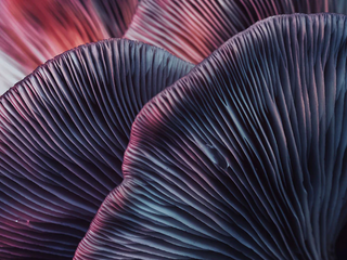 Education about Adaptogens Article