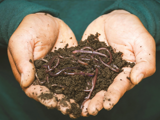 Understanding the Risk Factors for Worms and Parasites