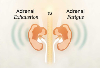 Adrenal Fatigue vs. Adrenal Exhaustion: The Thyroid, Stress & Hormone Connection