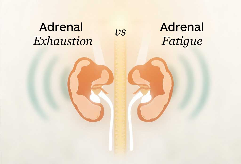 Visual representation of the adrenal thyroid stress connection