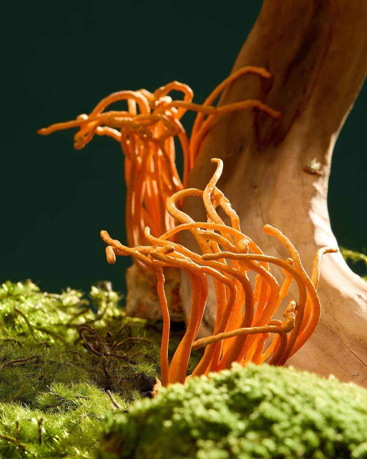 Cordyceps mushroom ingredient