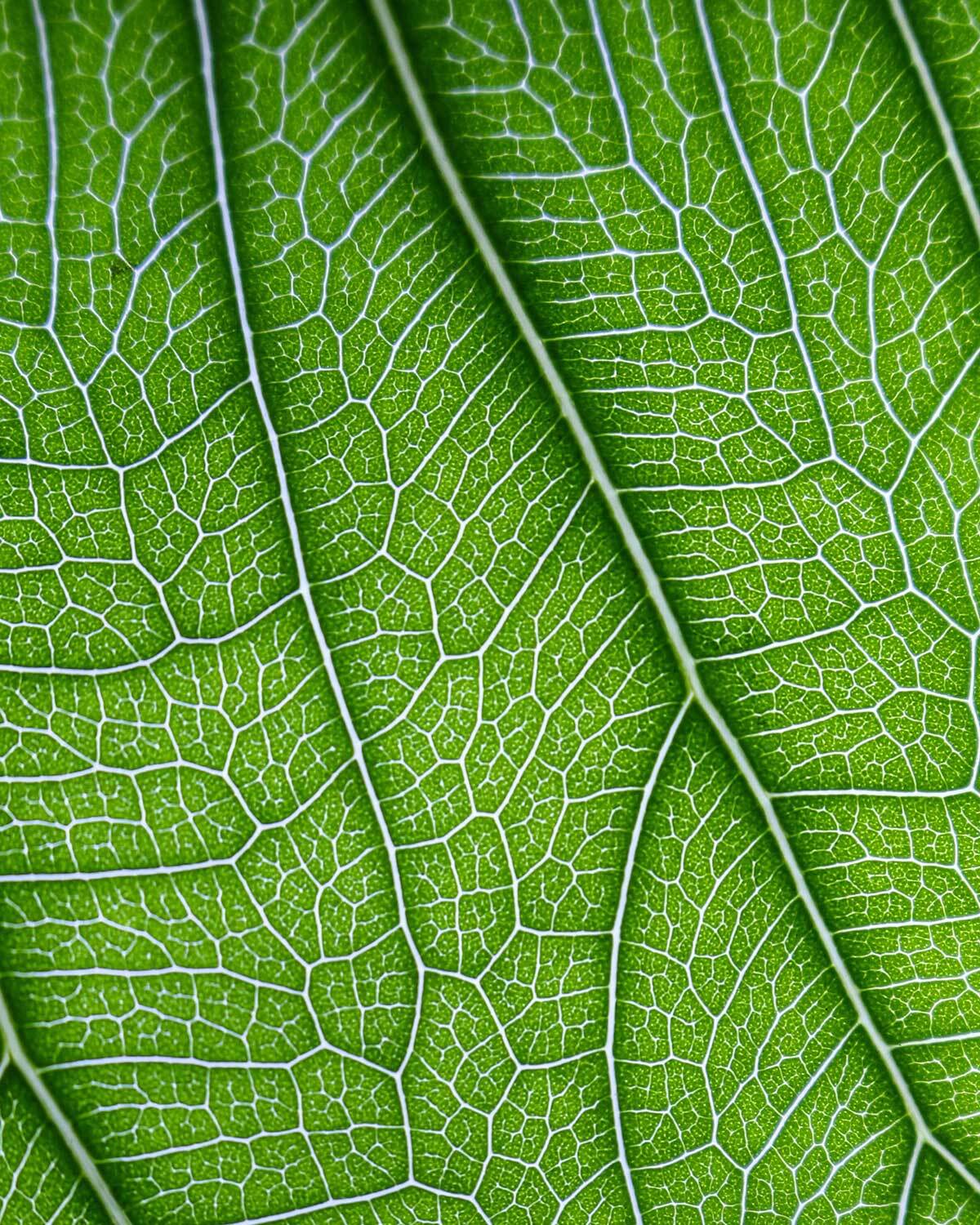 Macro view of a green botanical leaf