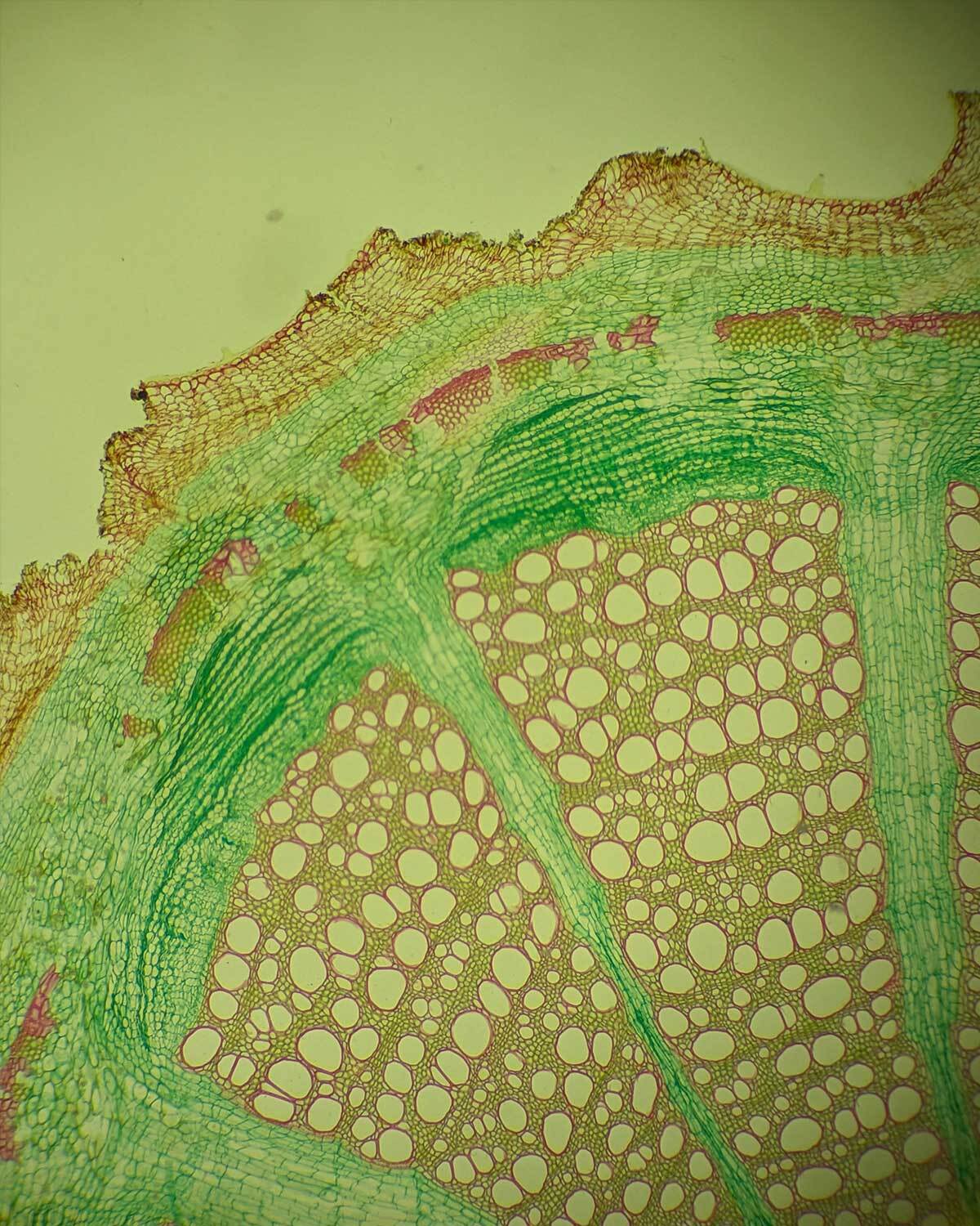 Microscopic botanical plant cells