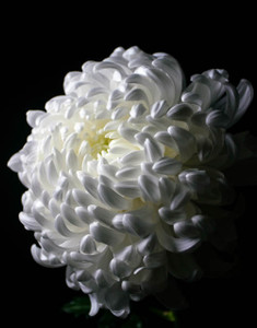 R87_13985