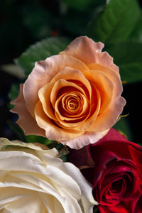 R87_69711