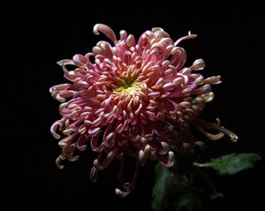 R87_74211