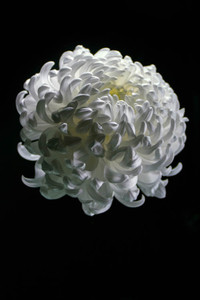R87_80755