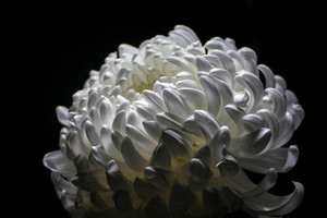 R87_82737