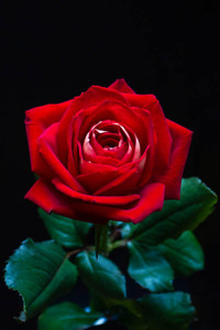 R87_46591