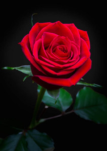 R87_88082