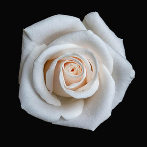 R87_99996